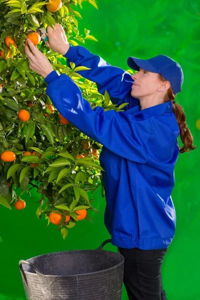 Granjero de naranja mandarina recoger mujer — Foto de Stock
