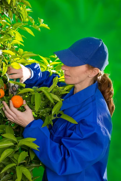 Tangerina agricultor laranja coletando mulher — Fotografia de Stock