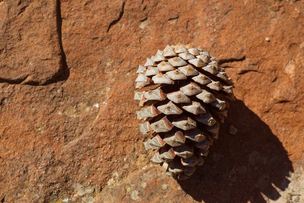 Detalhe do cone de pinheiro na rocha de pedra marrom — Fotografia de Stock