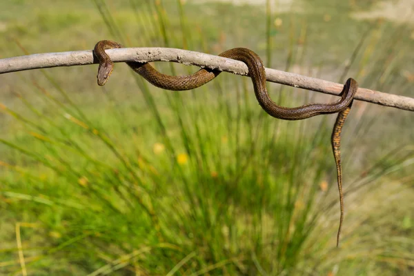 Řeka hada na dřevěné tyčce s rozmazané pozadí — Stock fotografie
