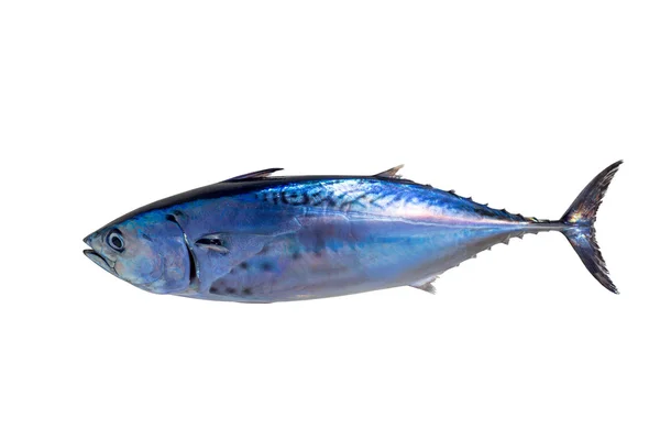 Little tunny tuna fish Euthynnus affinis on white — Stock Photo, Image