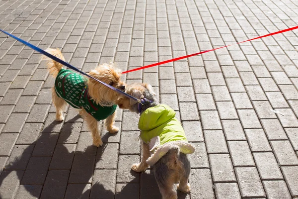Dog Yorkshire Terrier casal cheirando cada — Fotografia de Stock