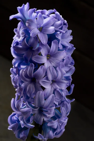 Jacinto azul púrpura flor primer plano macro en negro — Foto de Stock