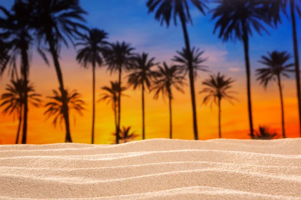 Tropisk palm tree solnedgång himlen på sanddynen beach — Stockfoto