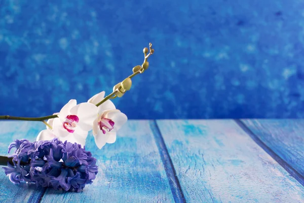 Hyazinthenblüte und weiße Orchidee auf blauem Holz kopieren Raum — Stockfoto