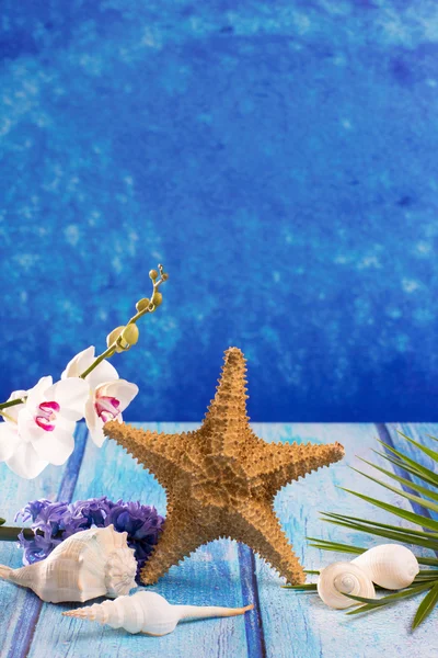 Conchas de mar de estrellas de mar con flor de jacinto y orquídea blanca — Foto de Stock