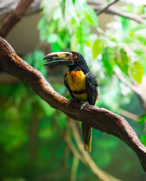 Collare Aracari Agarrado Pteroglossus torquatus toucan — Foto Stock