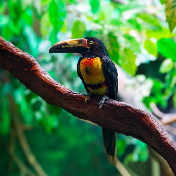 Gekraagde aracari agarrado pteroglossus torquatus toucan — Stockfoto