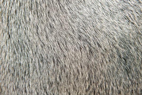 Bull vita hår närbild makro detalj — Stockfoto
