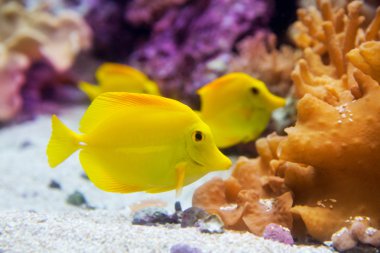 Sarı tang balığı zebrasoma flavesenes