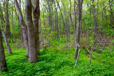 Orman orman park Texas açık