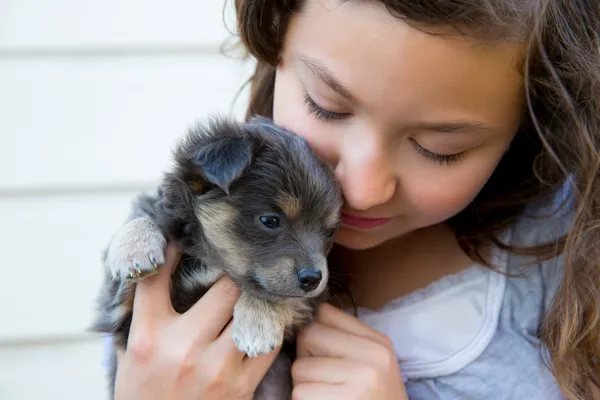 Kız küçük bir köpek yavrusu köpek gri tüylü chihuahua sarılmak — Stok fotoğraf