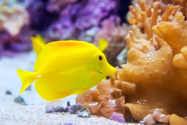 Peixe tang amarelo Zebrasoma flavesenes — Fotografia de Stock