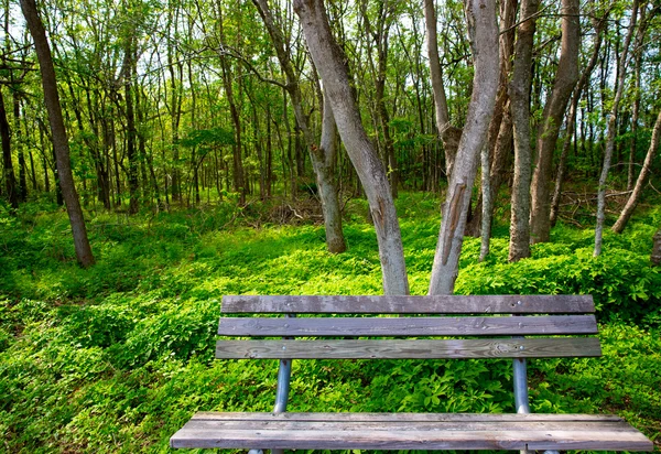 Osamělý omšelé lavice v džungli forest park — Stock fotografie