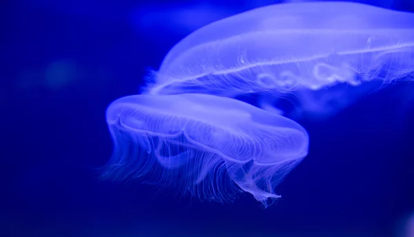 Aurelia uszata księżyc jellyfish biały przezroczysty — Zdjęcie stockowe