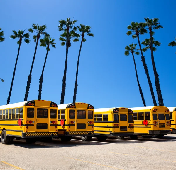 School bus row with California palm trees photo mount — Stock Photo, Image