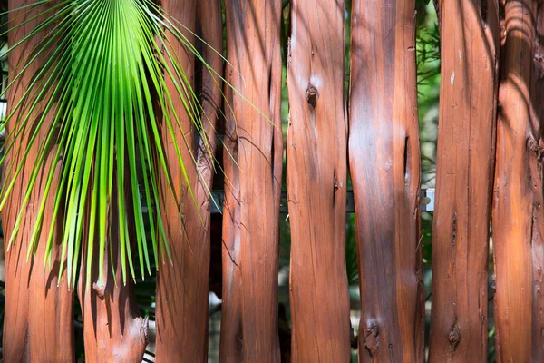 Tropische Holzstamm wll und Palme — Stockfoto