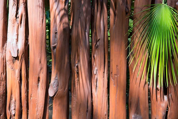 Tronco de madera tropical wll y palmera —  Fotos de Stock