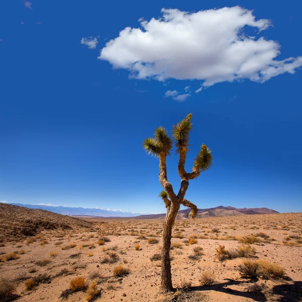 Vale da Morte jo=tree yucca planta — Fotografia de Stock