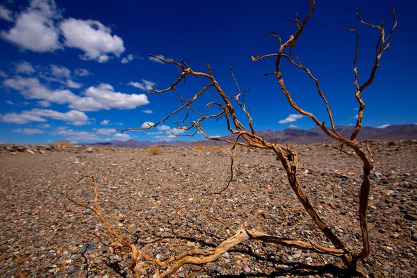 Death Valley National Park California dried branches — Stock Photo, Image
