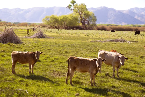 Cows cattle grazing in California meadows — Stock Photo, Image