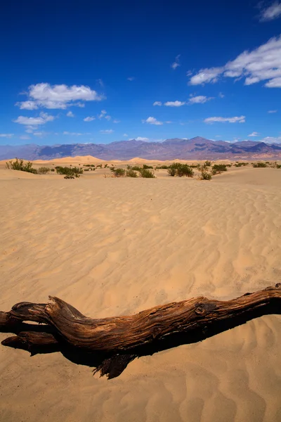 死亡谷国家公园的豆科灌木的沙丘沙漠 — 图库照片