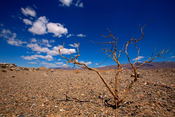 Death valley national park v Kalifornii sušené větve — Stock fotografie