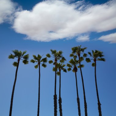 California palmiye ağaçlarının mavi gökyüzü