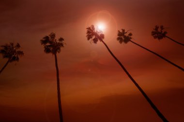 California palm ağaçlar Günbatımı ile renkli gökyüzü