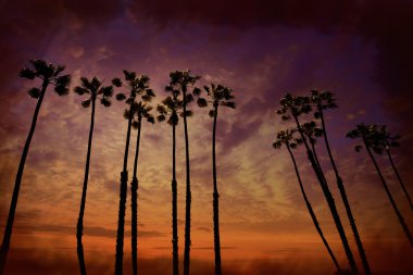 California palm ağaçlar Günbatımı ile renkli gökyüzü