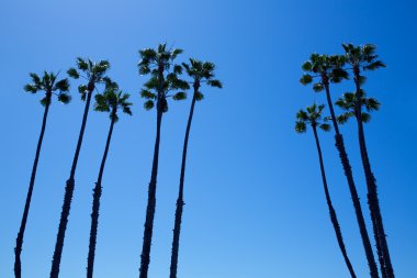 California palmiye ağaçlarının mavi gökyüzü