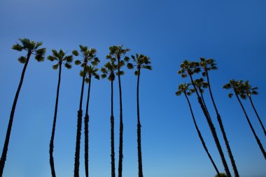 California palmiye ağaçlarının mavi gökyüzü