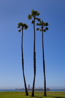 California long beach yakınındaki mavi gökyüzü palmiye ağaçlarının