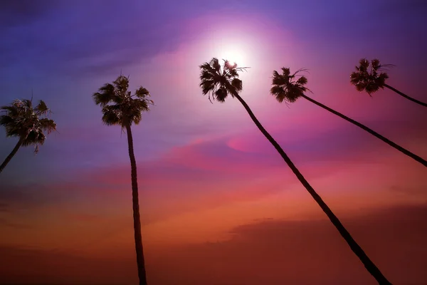California palm ağaçlar Günbatımı ile renkli gökyüzü — Stok fotoğraf