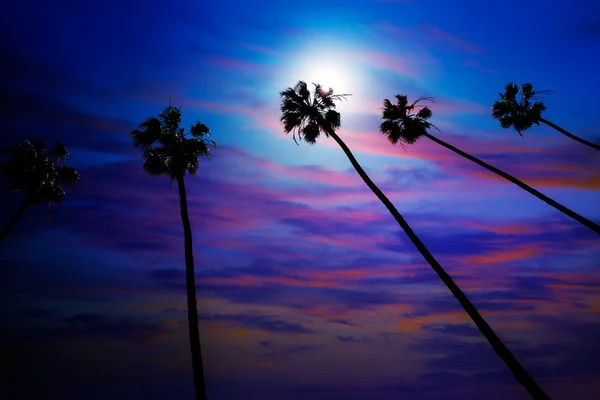 California palm ağaçlar Günbatımı ile renkli gökyüzü — Stok fotoğraf