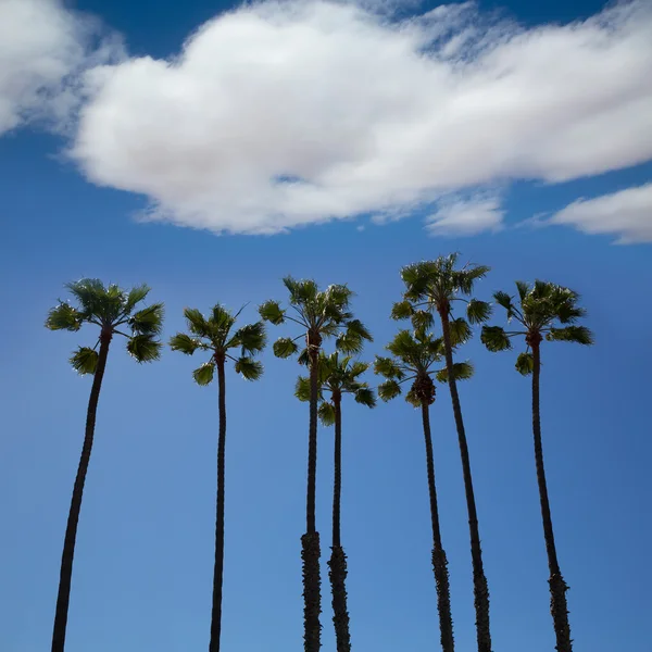 加州的棕榈树在蓝蓝的天空上 — 图库照片