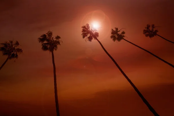 California palm trees sunset with colorful sky — Stock Photo, Image