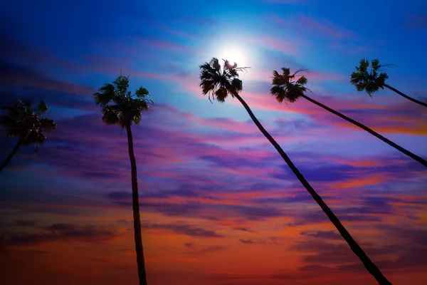 California pálma fák naplemente színes égbolt — Stock Fotó