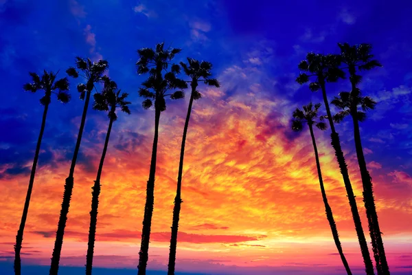 California palm ağaçlar Günbatımı ile renkli gökyüzü — Stok fotoğraf