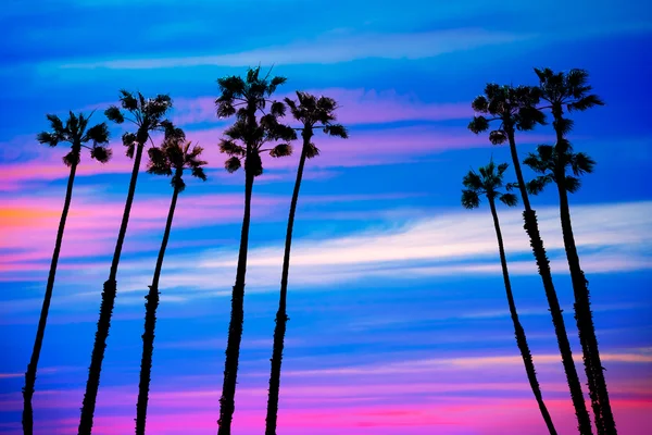 California palm ağaçlar Günbatımı ile renkli gökyüzü — Stok fotoğraf