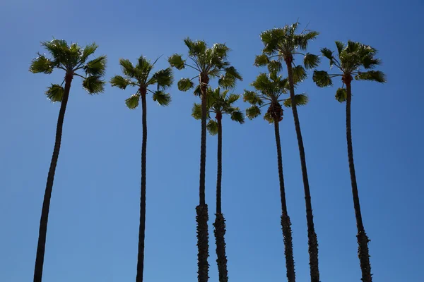 California palm trees on blue sky — Stock Photo, Image