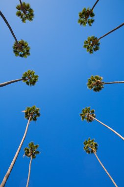 palmiye ağaçlarında satır tipik california los angeles La