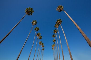 palmiye ağaçlarında satır tipik california los angeles La