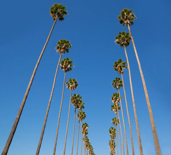 Los Angeles pohon palem dalam baris khas California — Stok Foto