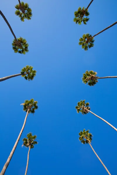 La los angeles palmer i en rad typiska california — Stockfoto