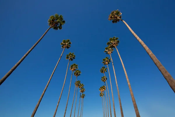 Los Angeles pohon palem dalam baris khas California — Stok Foto