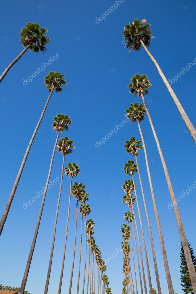 LA Los Angeles palm trees in a row typical California — Stock Photo