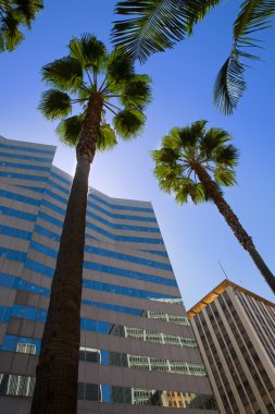 La downtown los angeles pershing square palmiye ağaçları