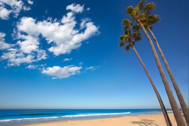 Newport beach california palm ağaçlar kıyısında