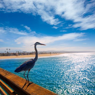 Mavi balıkçıl ardea cinerea Kaliforniya'da newport İskelesi